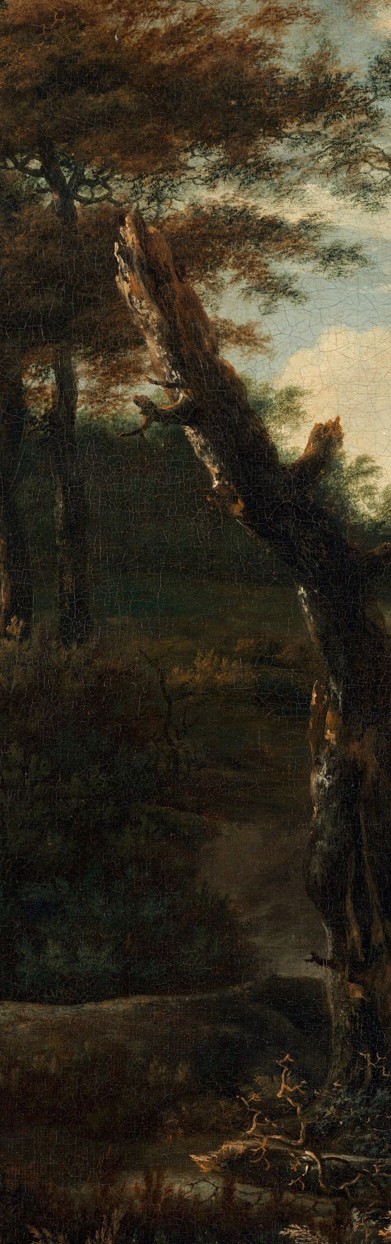 Notice the massive, gnarled tree trunk on the left.
