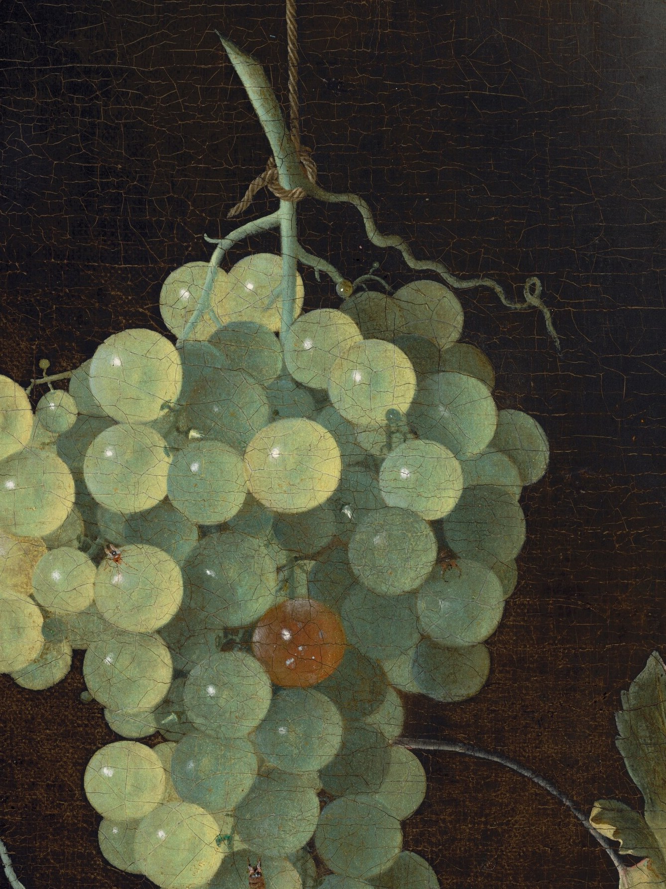 Look at how each grape holds its own small sun.