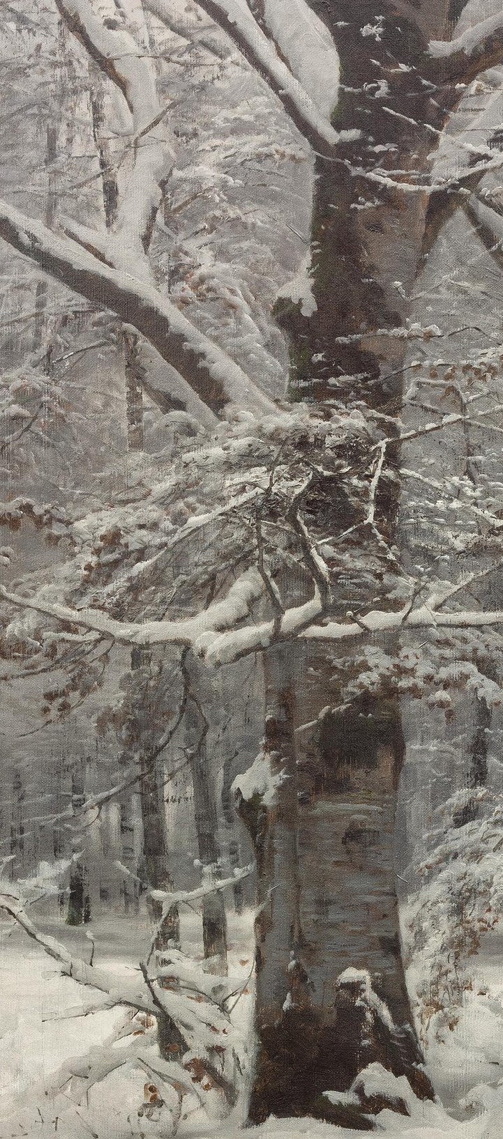 The rough texture of the bark contrasts with the soft snow, highlighting the natural details of the forest.