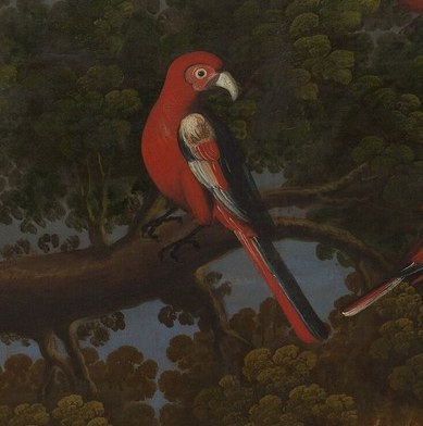 Look at the red parrot on the branch.