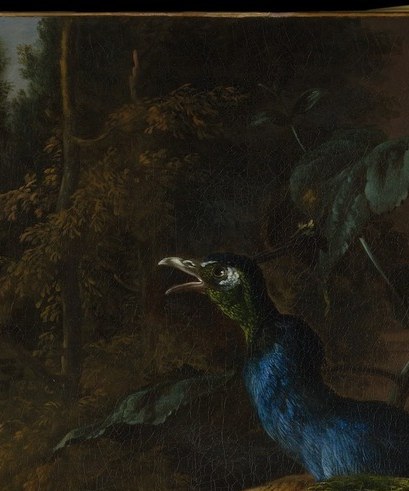 The jewel-like cobalt and green head offers a focal close-up counterpoint to the overwhelming tail; the wire crest catches light individually