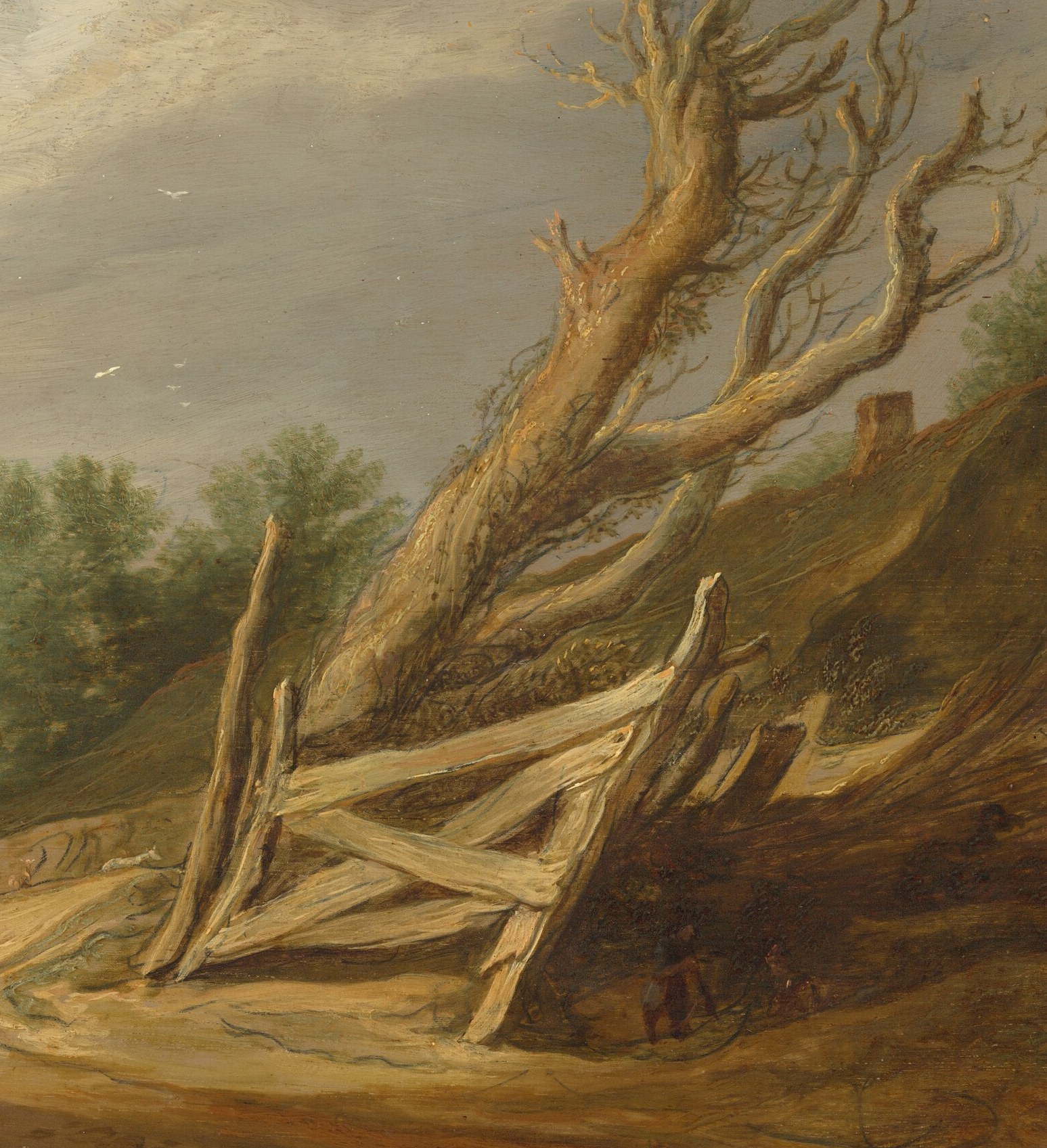 Its twisted branches and rough bark convey a sense of age and resilience against the elements.