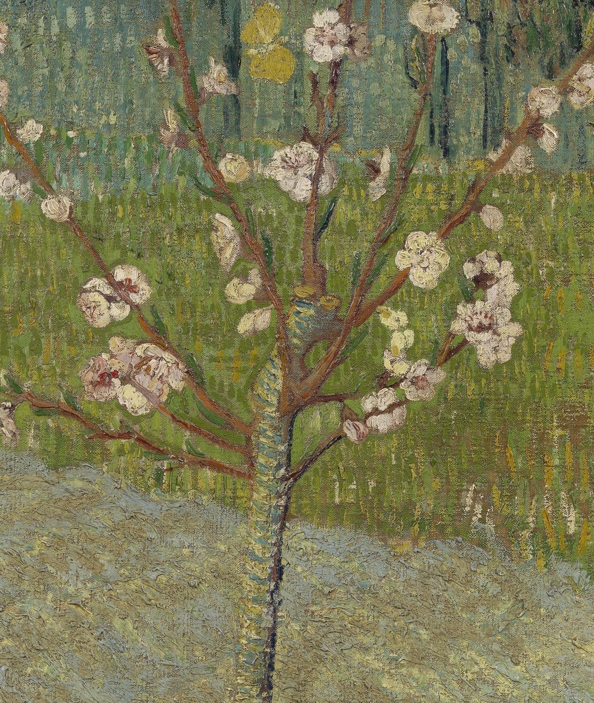 He was captivated by the almond and peach blossoms.