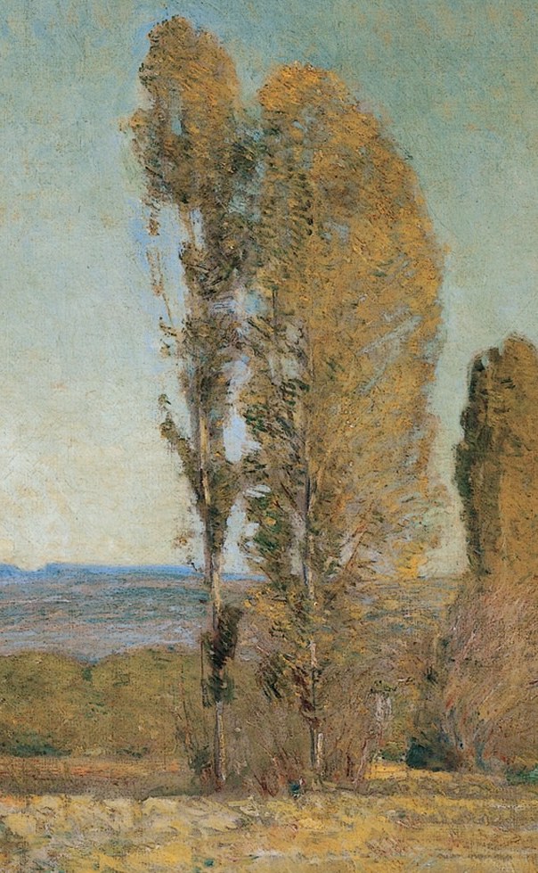 This tree's height and sparse foliage create a striking silhouette against the sky, drawing the eye upward.