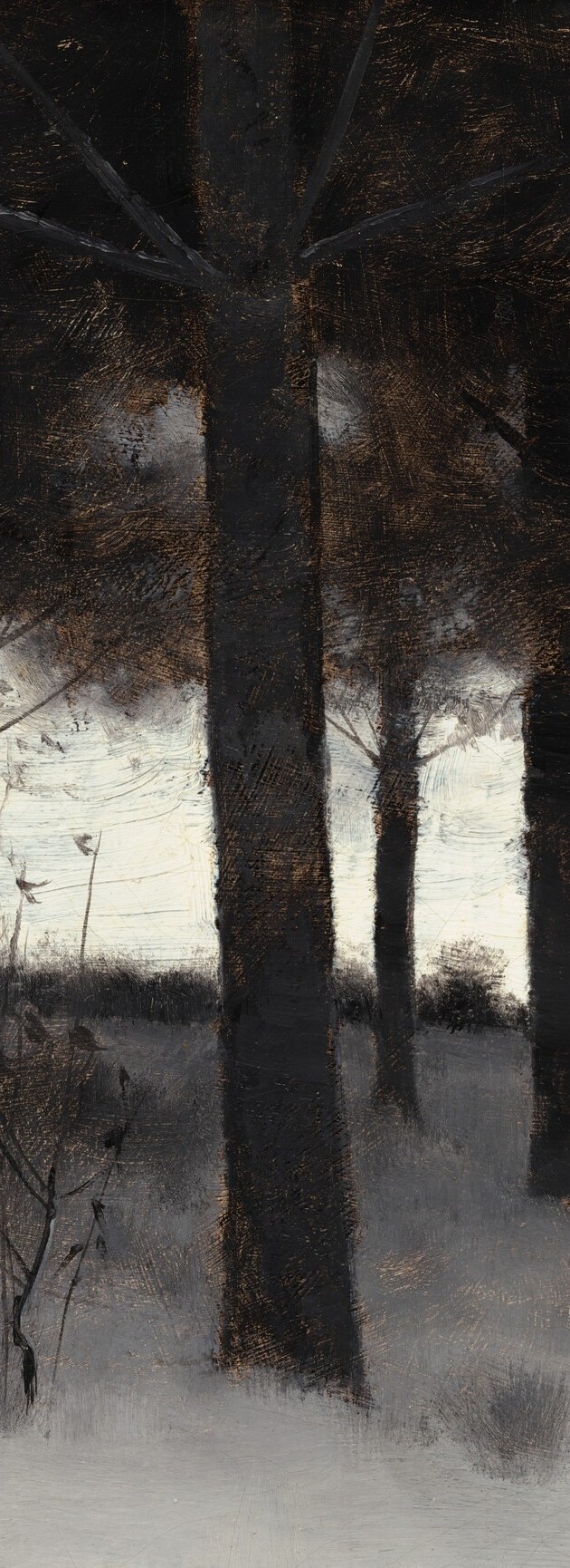 Here, their trunks dominate the canvas, even in winter.