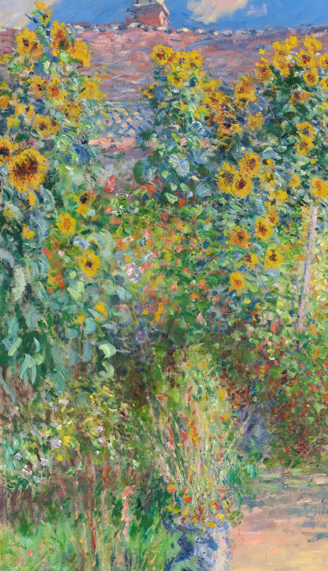 The vibrant yellow heads and lush green foliage create a sense of abundance and life, characteristic of a thriving garden.