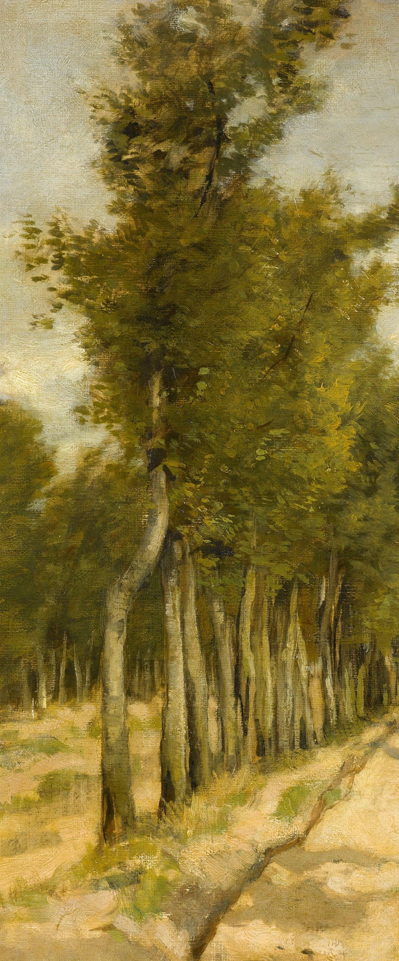 Here, the soft light filters through tall, dense trees.