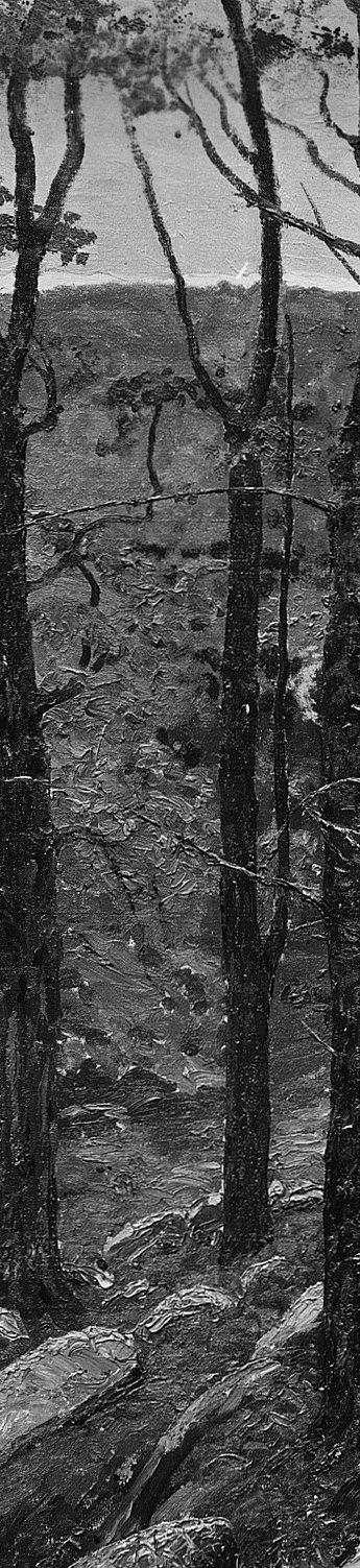 Foster splits the forest with two dark trunks.