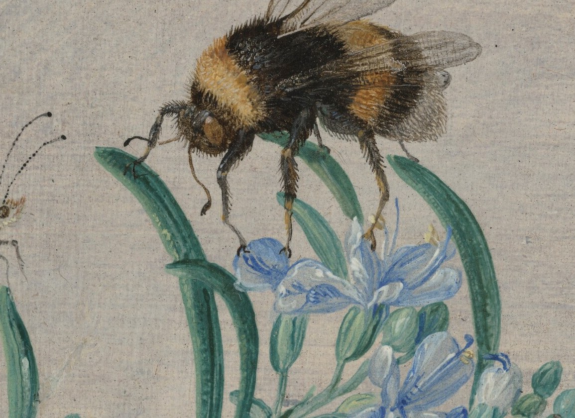 Look at the fuzz on this bumblebee, ready to fly off.