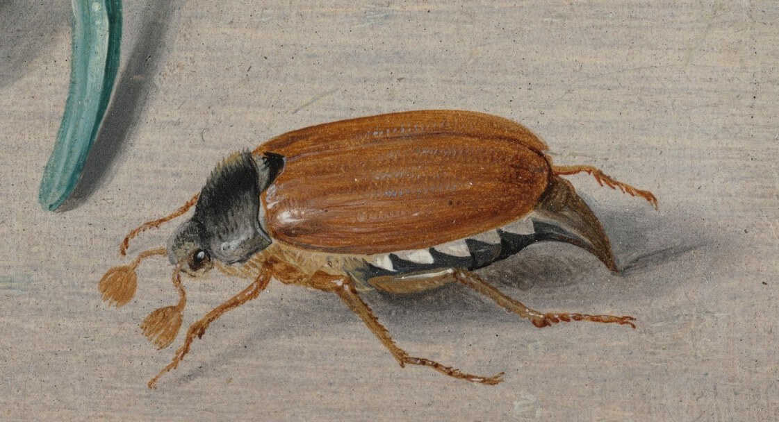 Every tiny creature is rendered with astonishing detail.