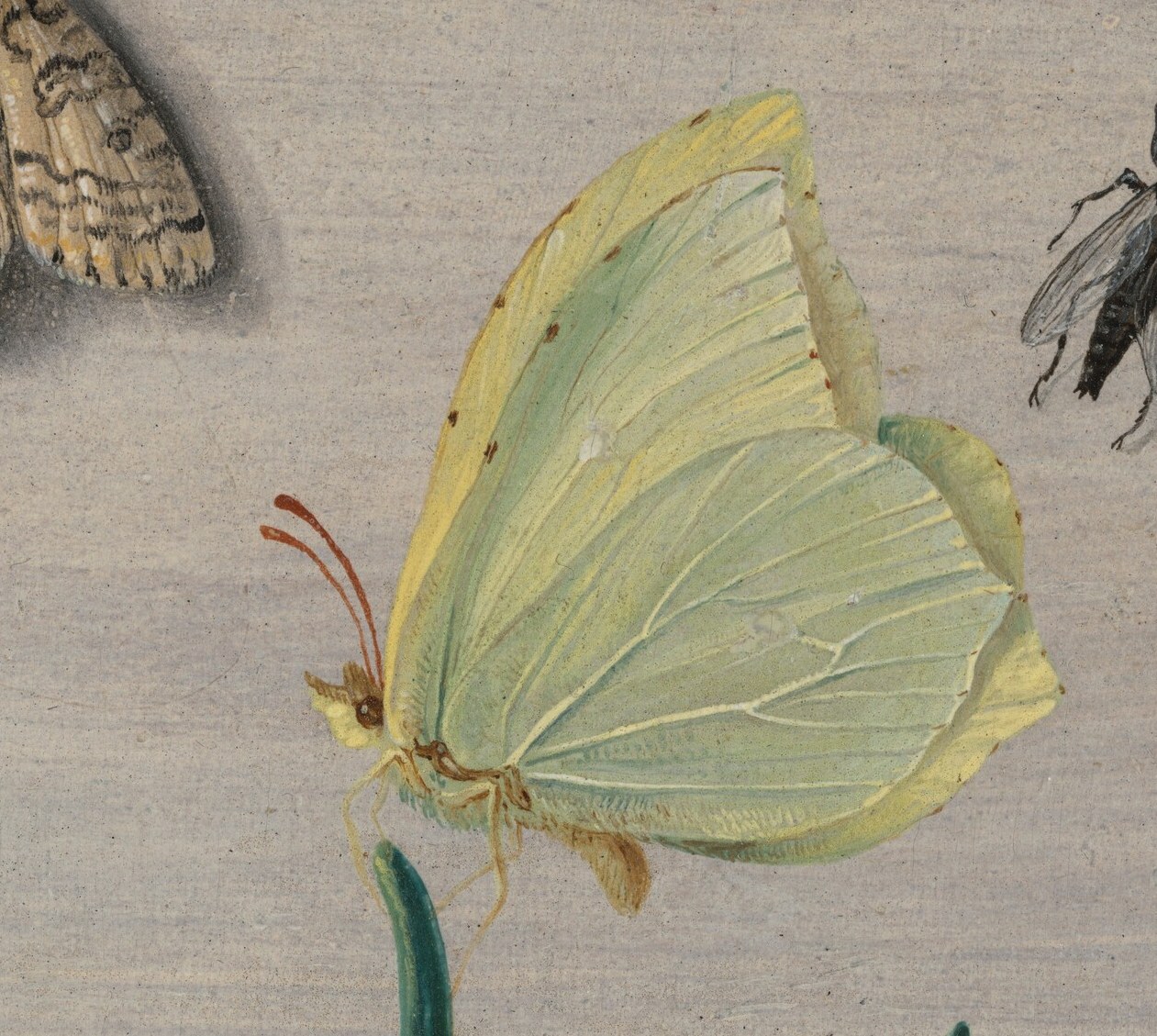 Or the delicate wings of this pale yellow butterfly.