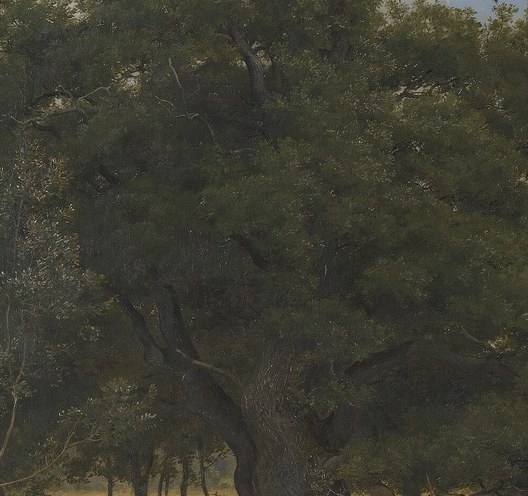He captures the quiet power of a forest.