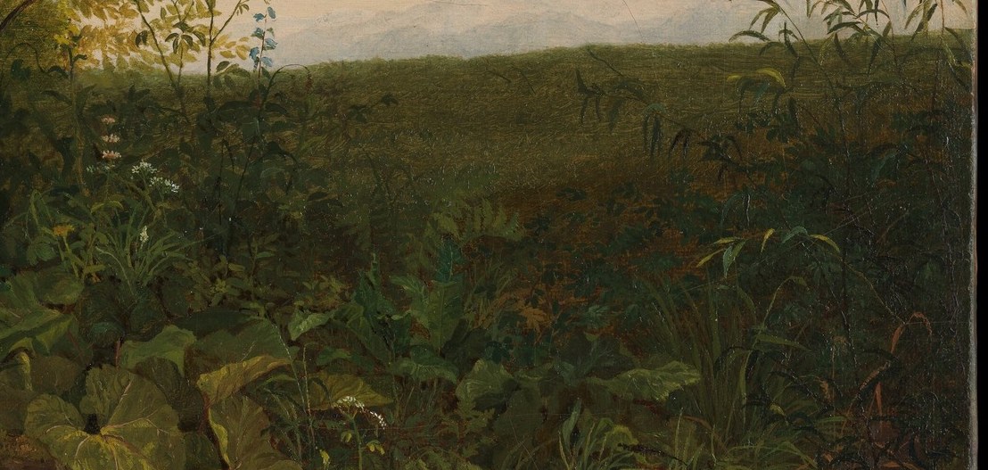 This open expanse contrasts with the forest, suggesting a transition to a more serene environment.