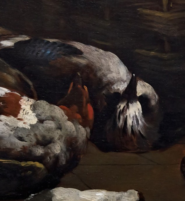 Look at this soft, velvety pheasant.