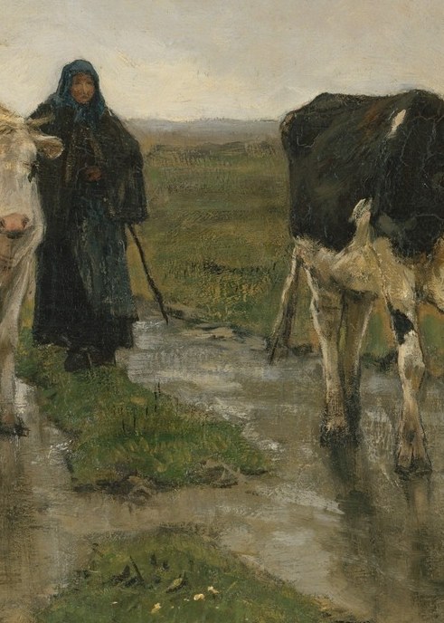 A lone woman drives two cows down a muddy track.