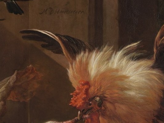 The rooster's red head is a symbol of aggression.