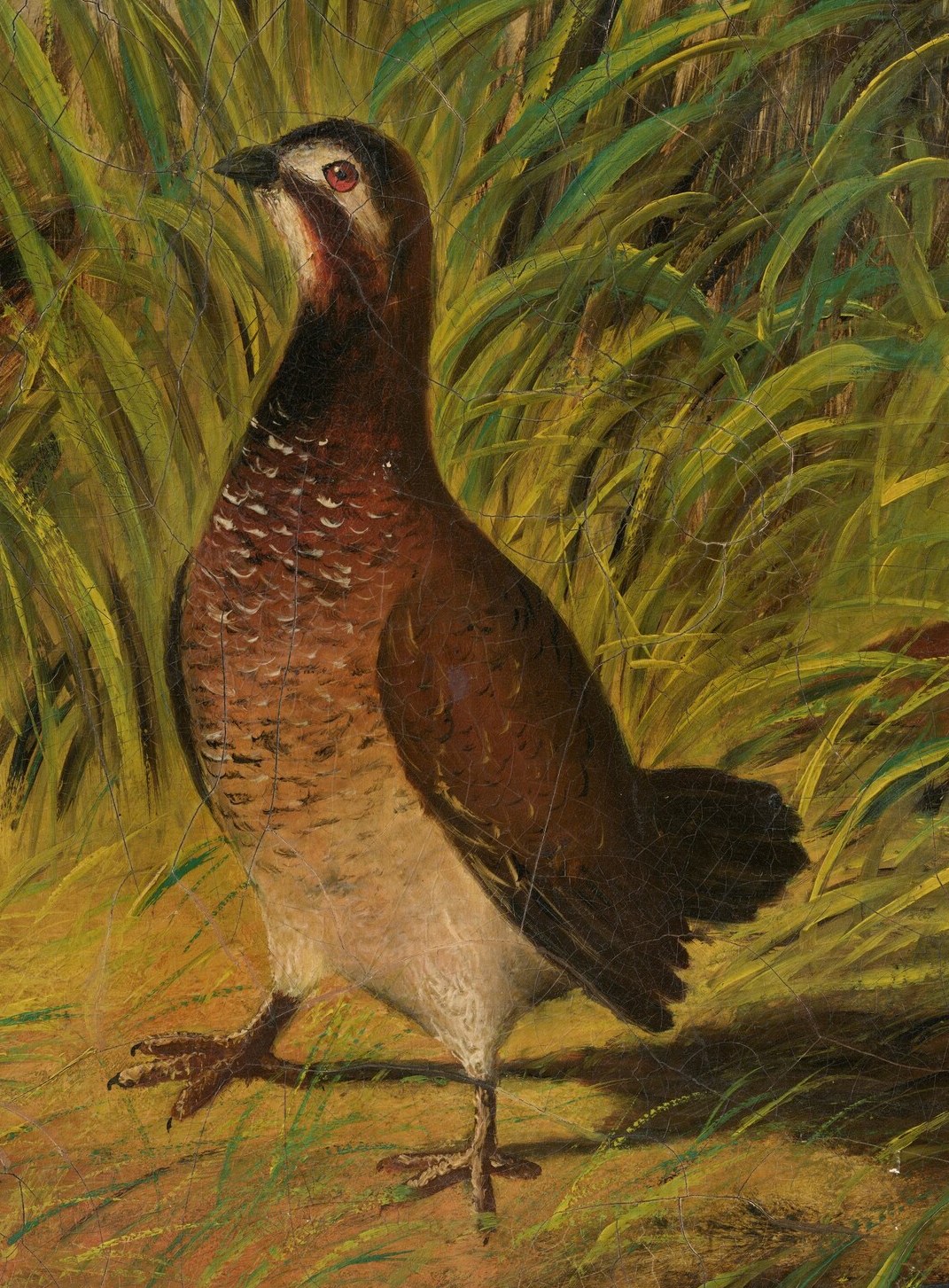 It shows us where the game bird is.