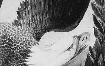 The piercing gaze and sharp beak convey a sense of vigilance and power.