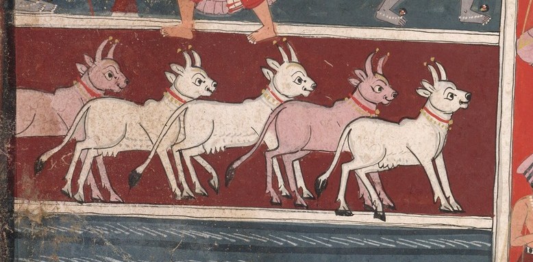 He is among cattle and goats, recalling his pastoral upbringing.