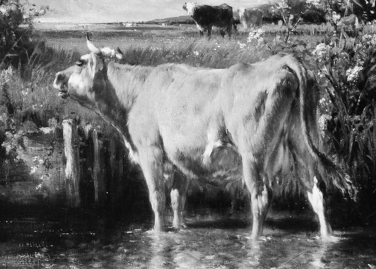 This cow, a symbol of livelihood, drinks from the shallow water.
