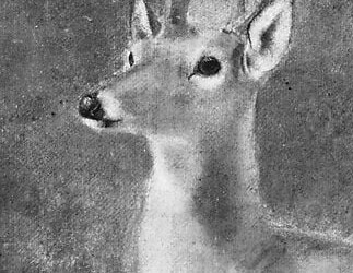 He was known for capturing animals in their natural settings.