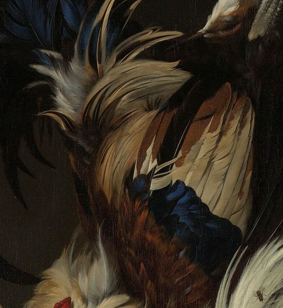 The light makes the colors of the plumage shimmer.