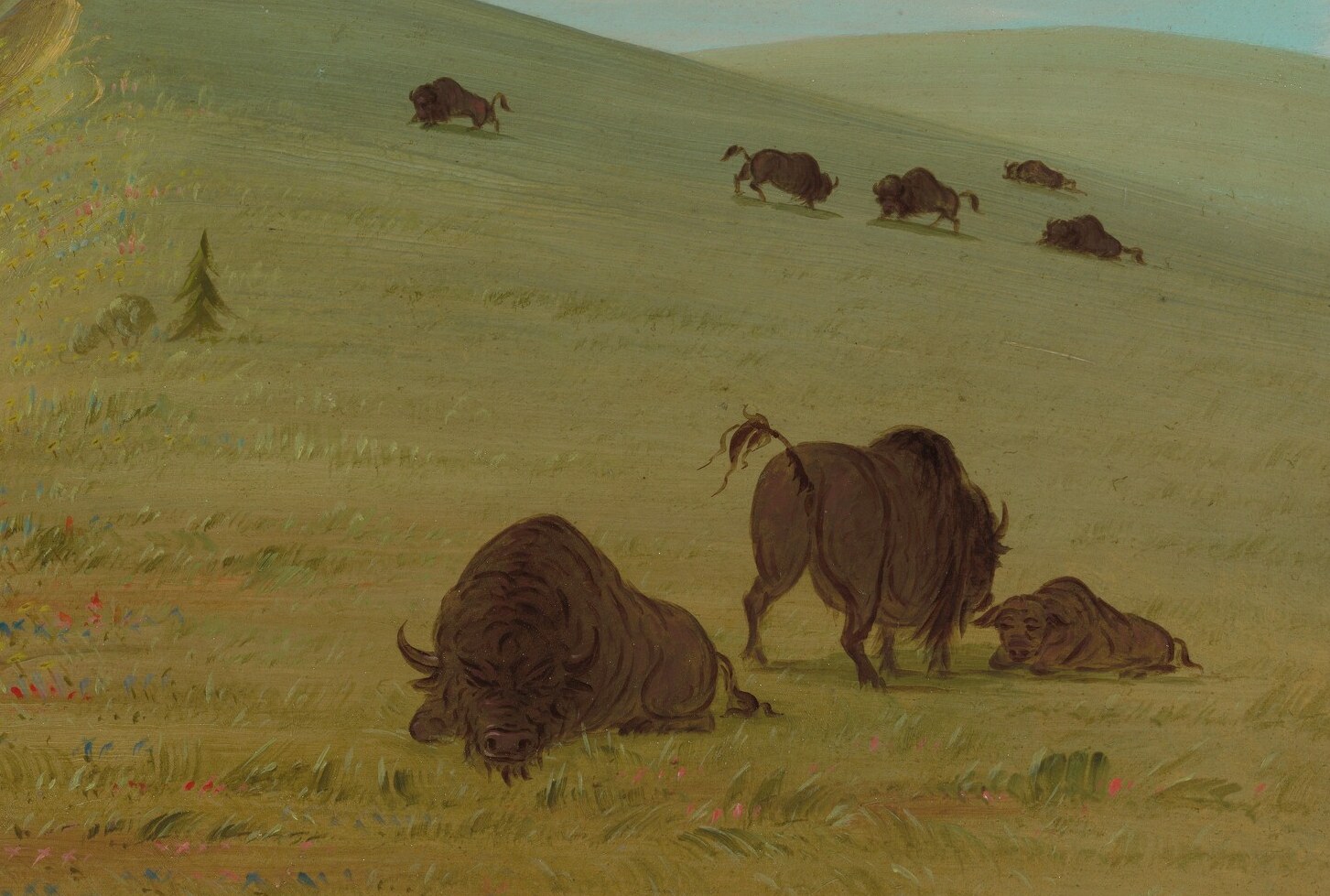 Here, bison graze on a peaceful hillside.