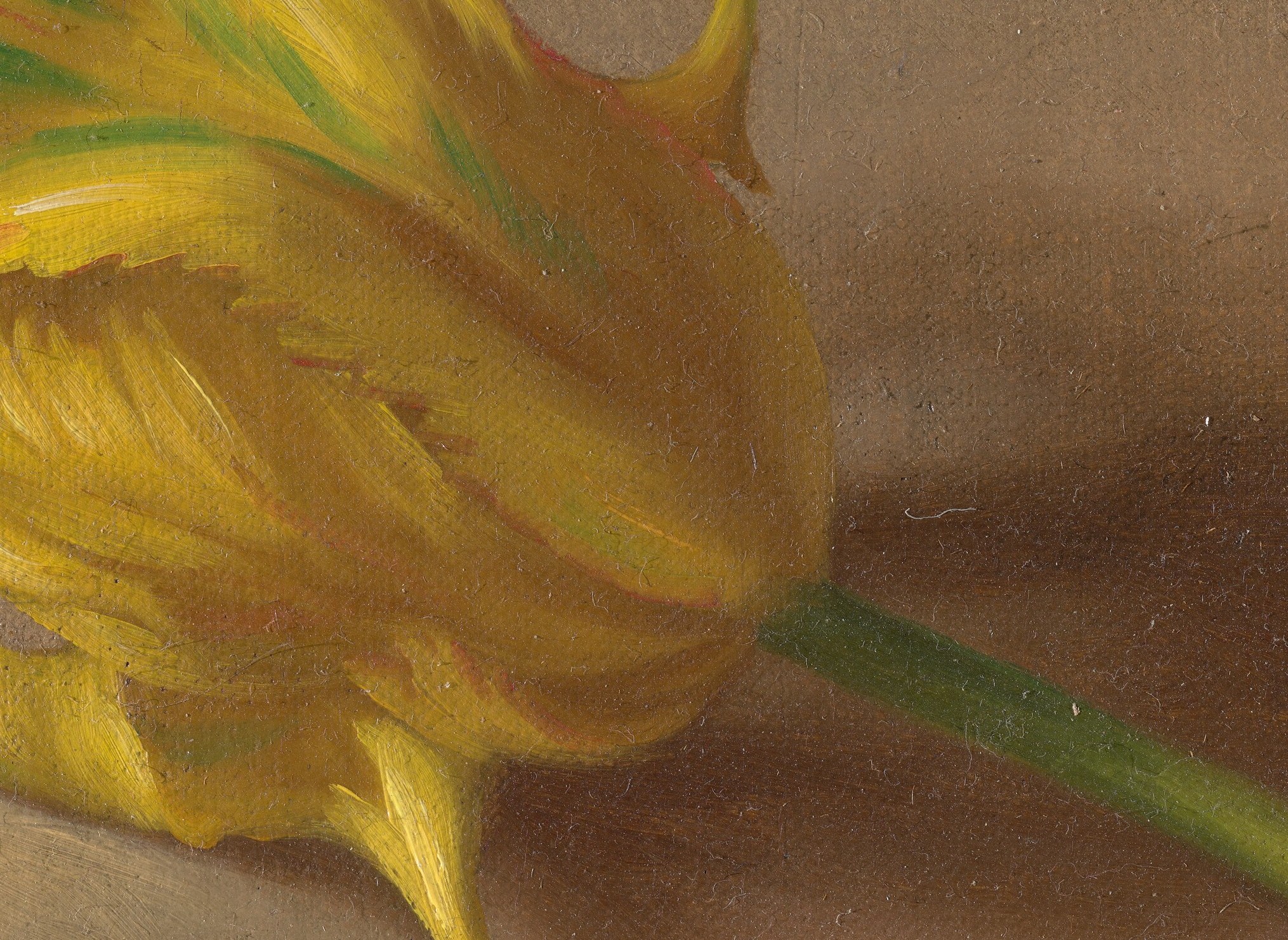 Look closely at the unfurling petals, almost velvet to the touch.