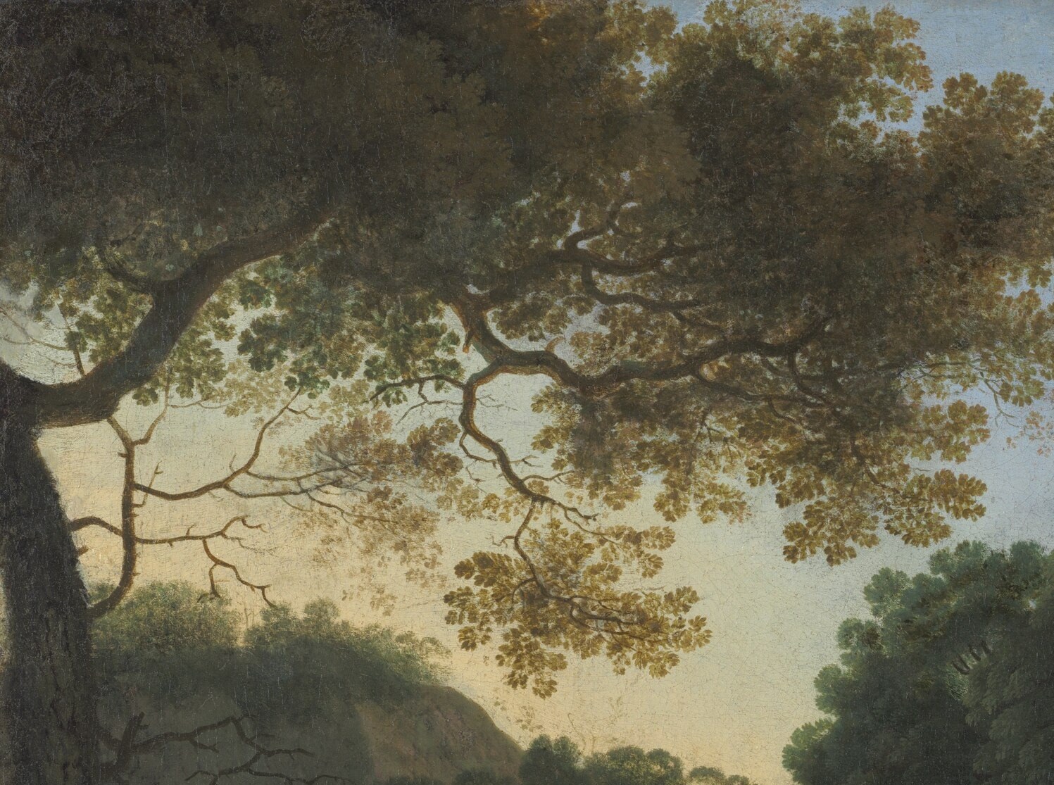 Its weathered branches and textured bark add a sense of age and natural grandeur.