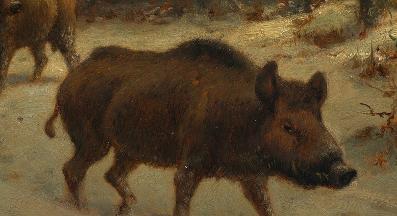 But for these wild boars, it was just another day.