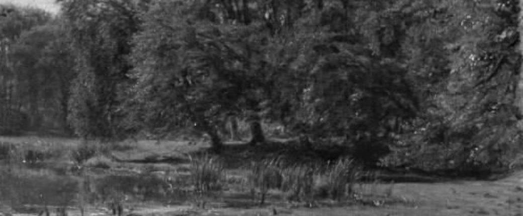 Dense trees create enclosure and mystery.