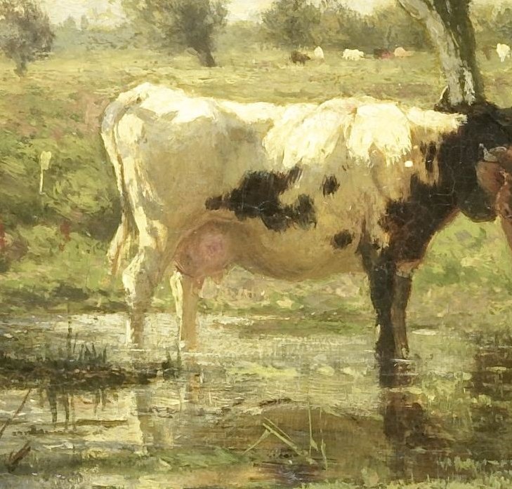 The cows drink calmly, adding to the scene's tranquility.