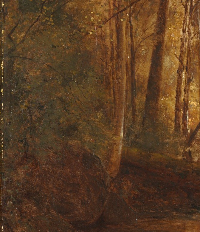 Dark undergrowth hints at unseen depths.