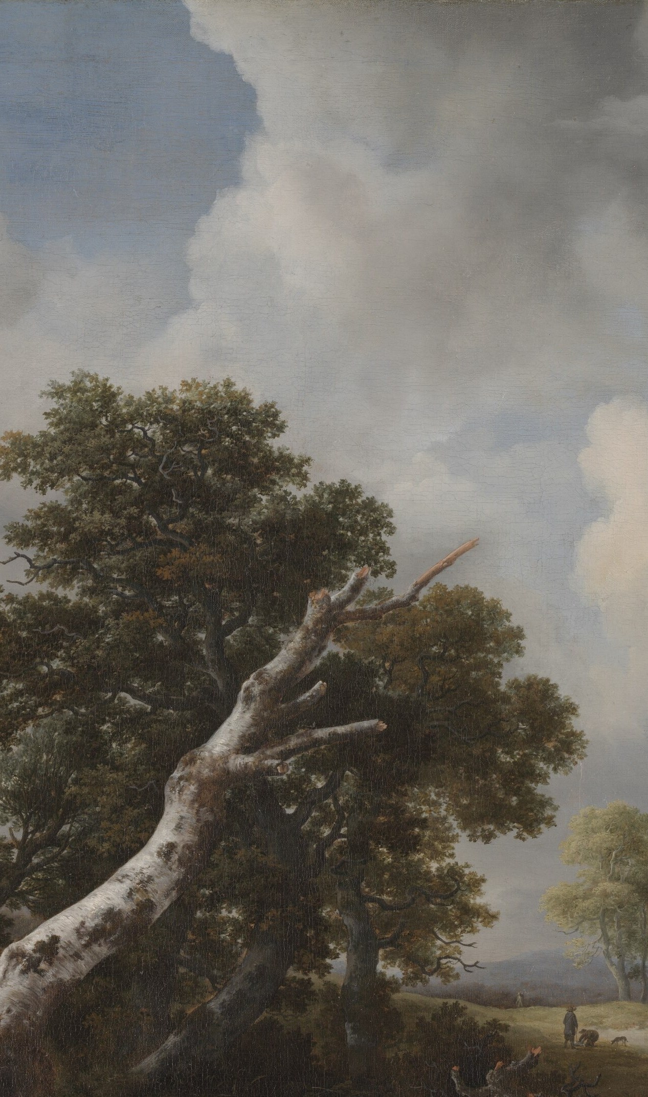 Compositional spine and memento mori symbol , its bone-white form erupts against dark canopy; Ruisdael uses its pallor as the painting's single brightest note