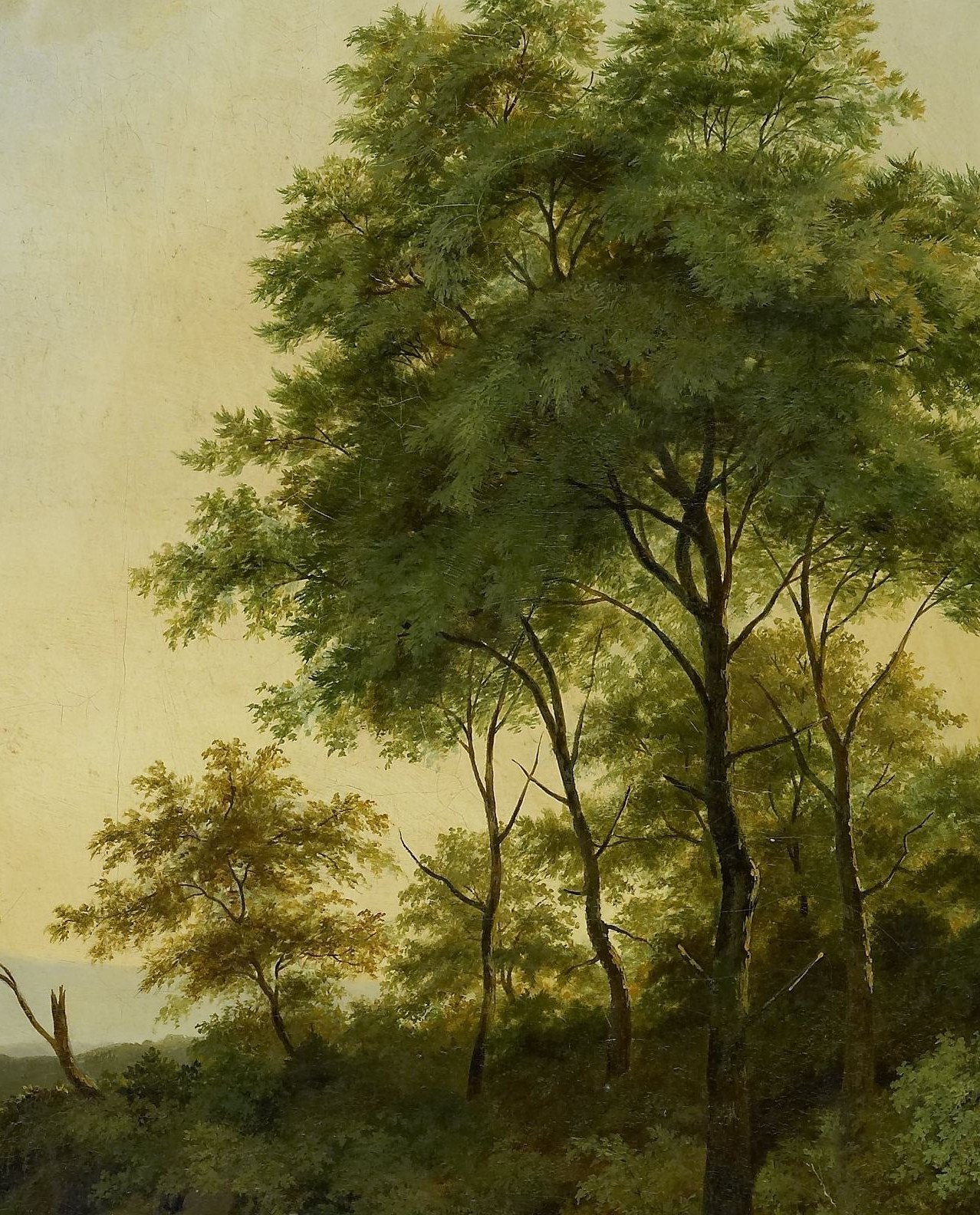 Look closely at the dense leaves of the large foreground tree.