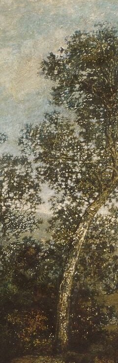 A noticeably light-toned trunk leans slightly left, contrasting sharply with the surrounding dark foliage and anchoring the left third , possibly birch, it gives the eye a vertical resting point amid the tonal darkness