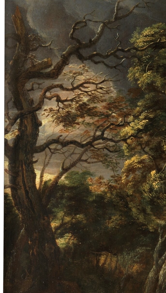 Its twisted form and bare branches suggest resilience and age, a stark contrast to the denser foliage.