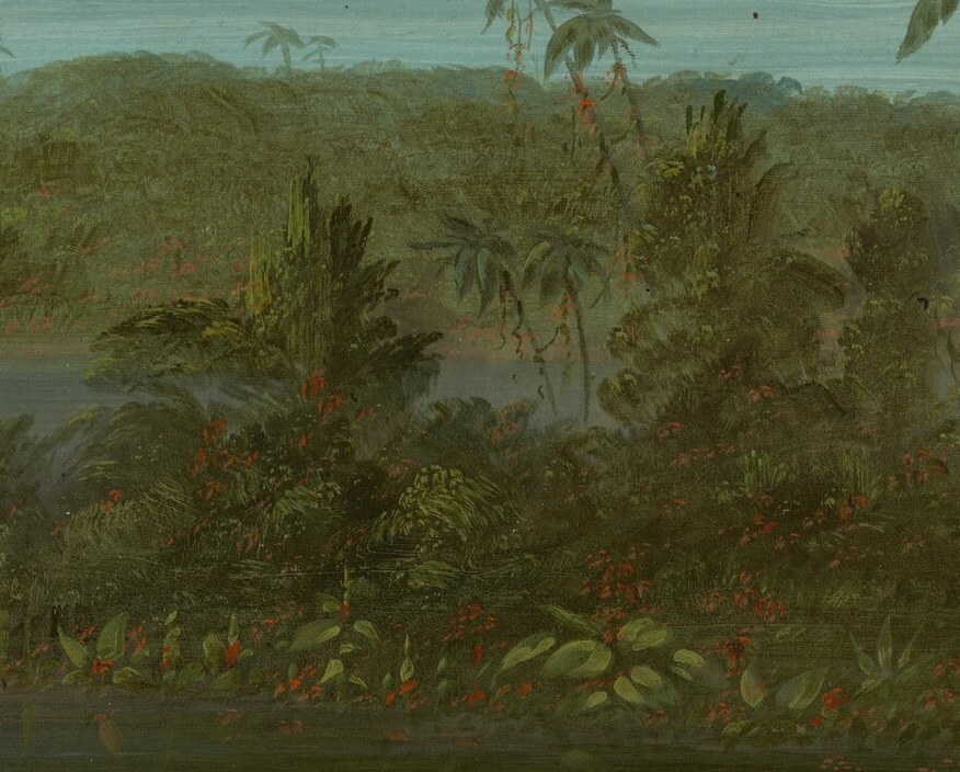 The dense foliage and gnarled trees show its untamed character.