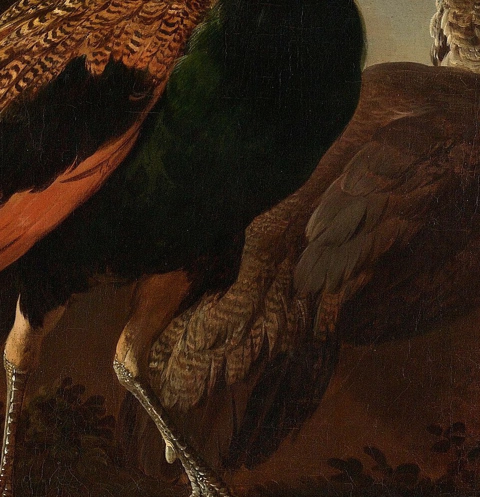 Now, the peacocks. They demand attention with their plumage.