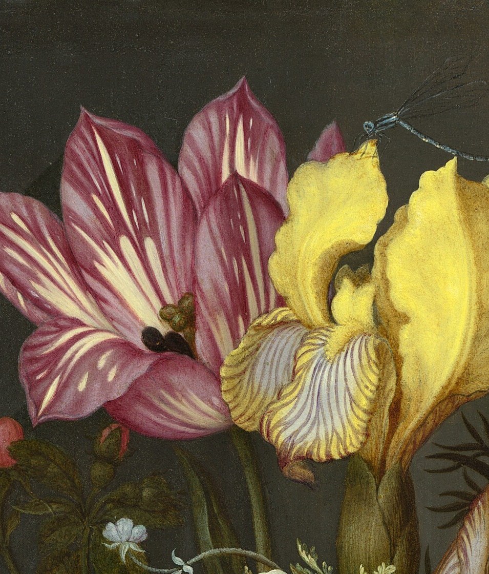 Painted petal-by-petal with ruffled falls fully open; at the apex, it claims visual priority and carries Dutch symbolism of royalty and divine grace , expensive enough to signal the patron's status.