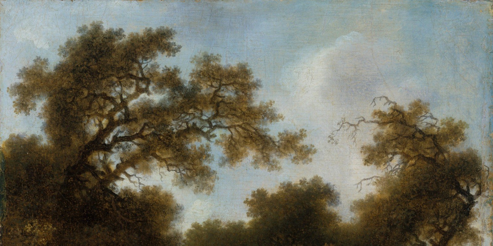 Look up into the canopy.