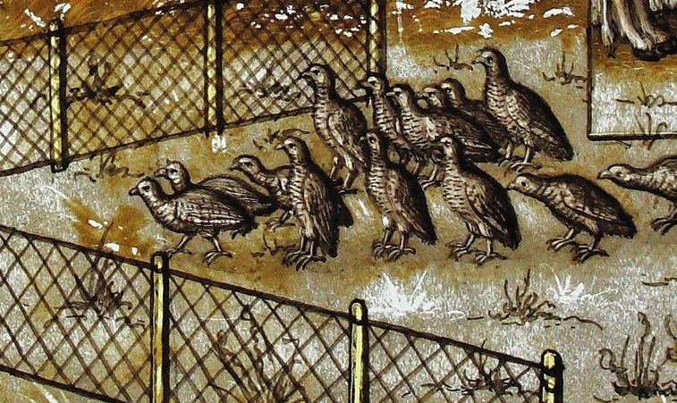 A man watches quail in a simple pen.