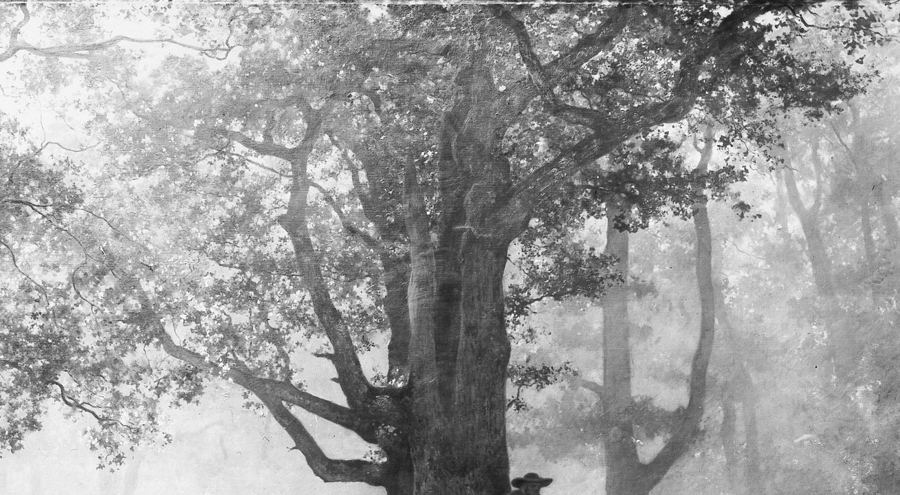Sunlight filters through the dense leaves.