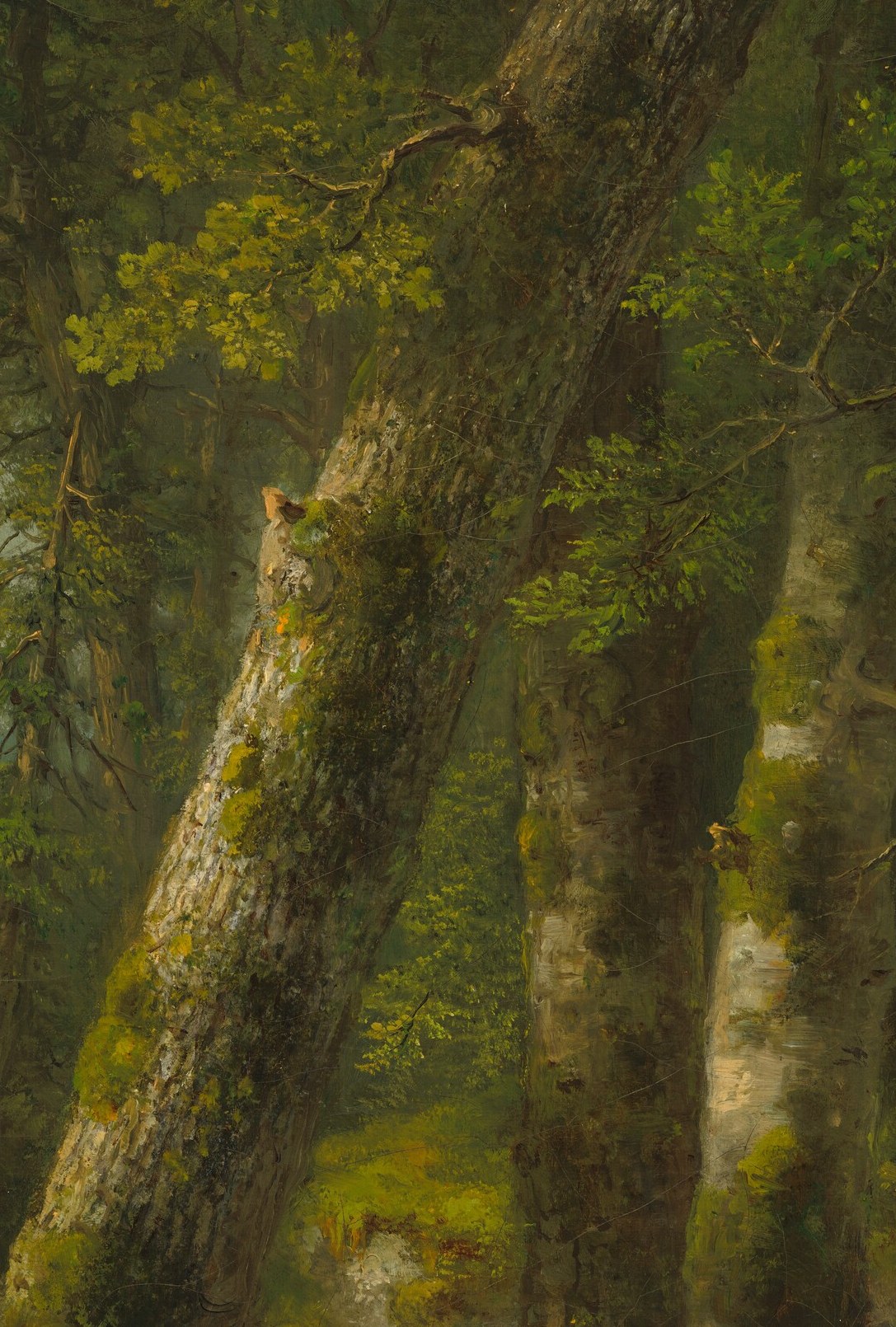 Morning light breaks through, almost holy.