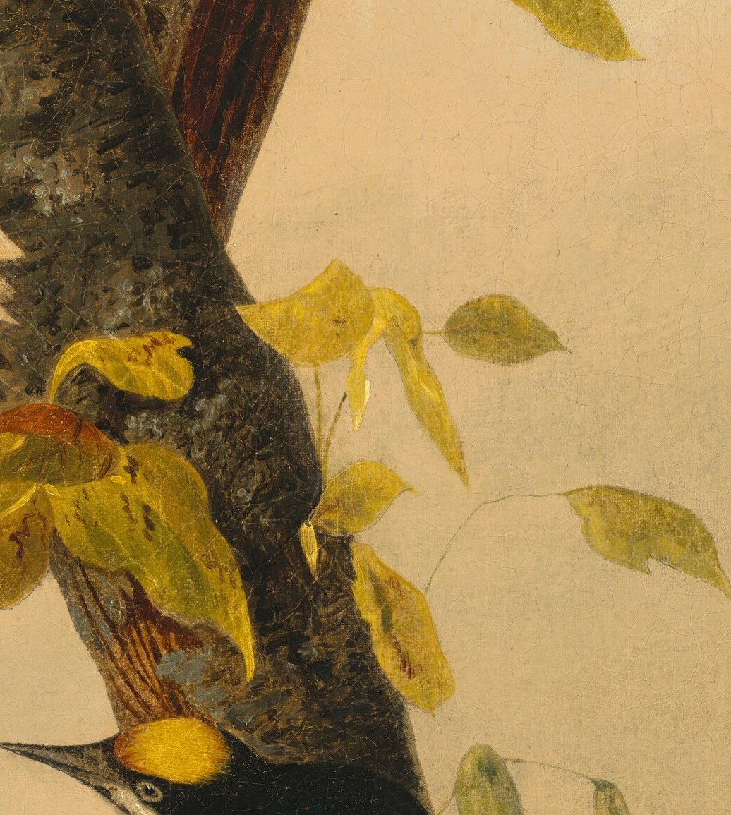 It shows a black-backed three-toed woodpecker.