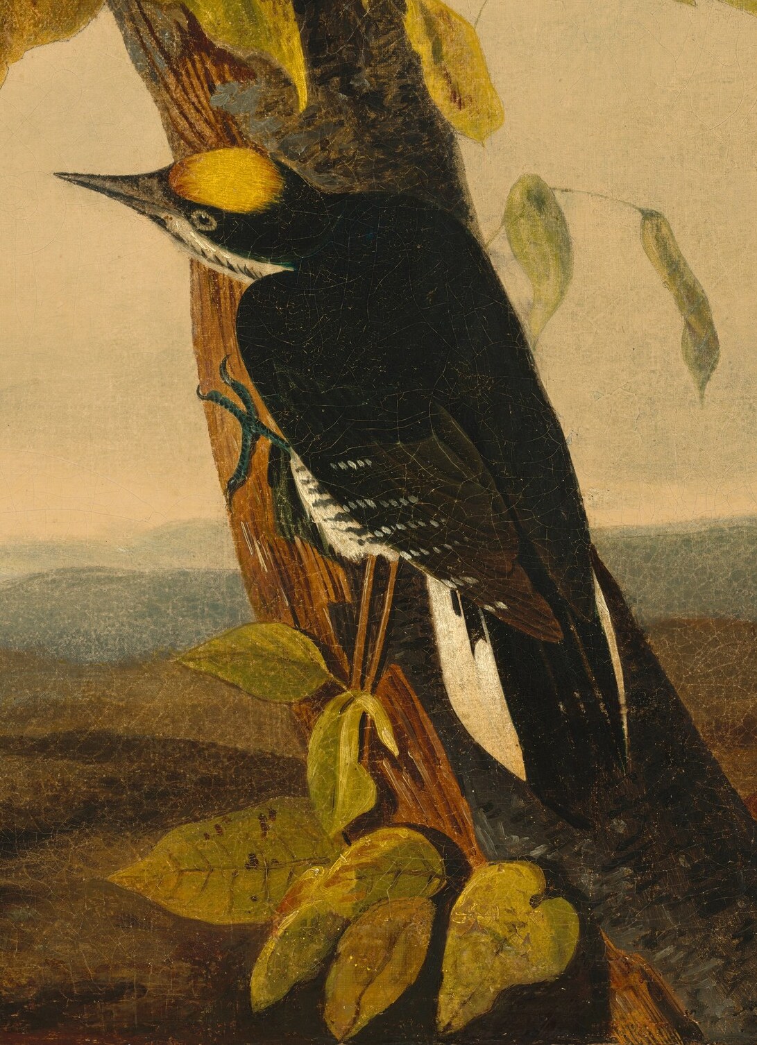 Kidd captured the bird in its natural arboreal habitat.