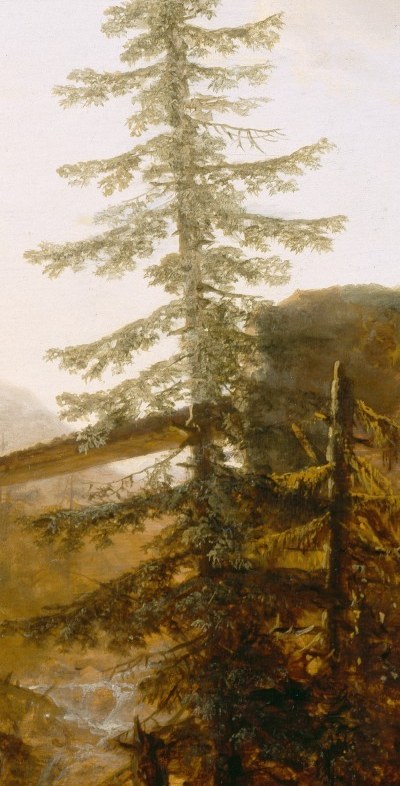 It shows a moment of quiet awe, surrounded by towering nature.