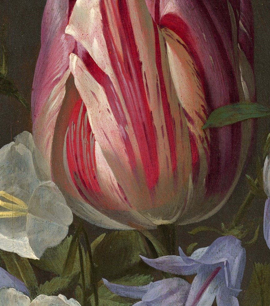 This red and white striped tulip was especially prized.