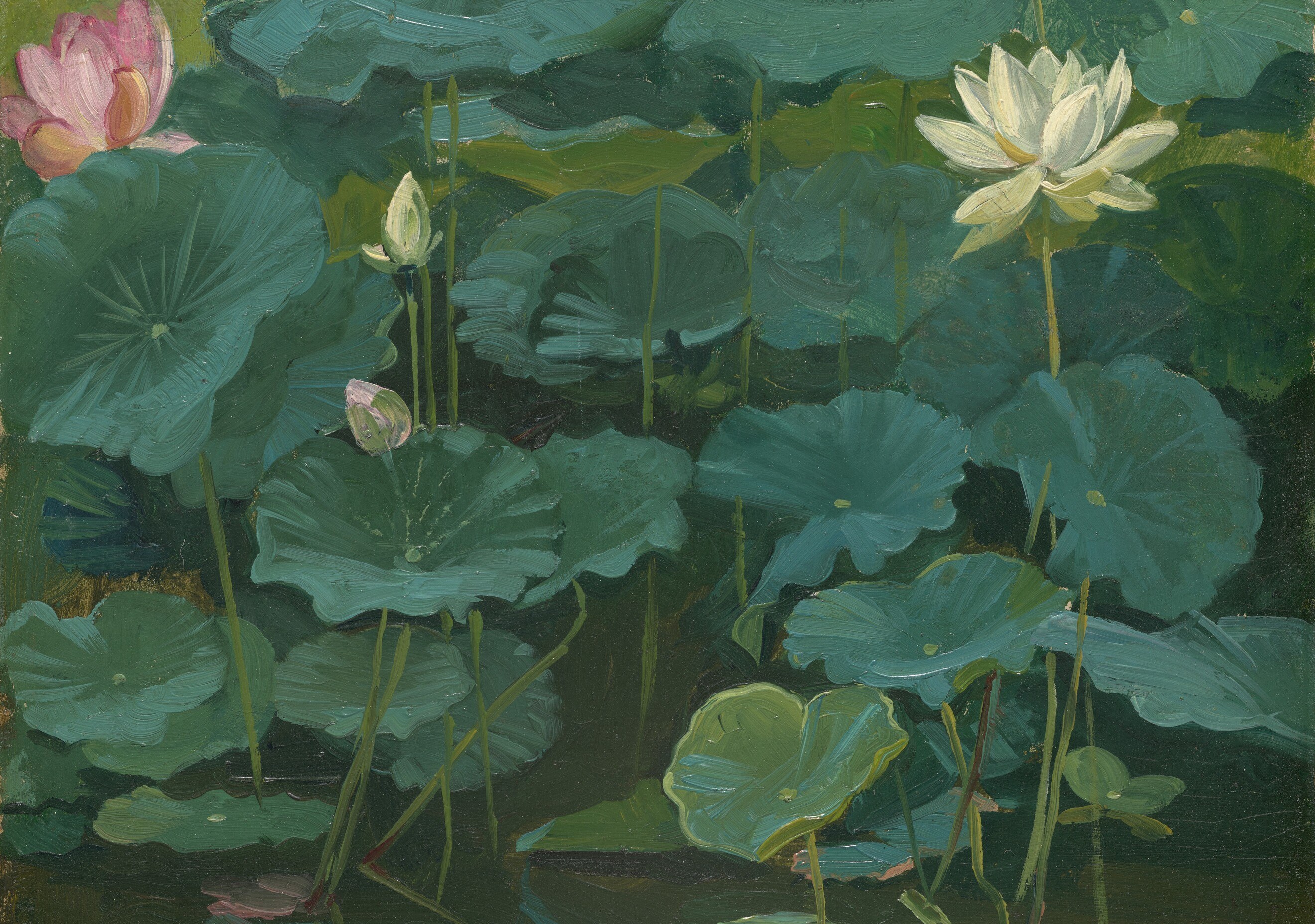 These broad lily pads anchor the flowers to the pond's surface.