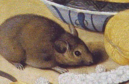 Small details like this mouse added realism to still life.